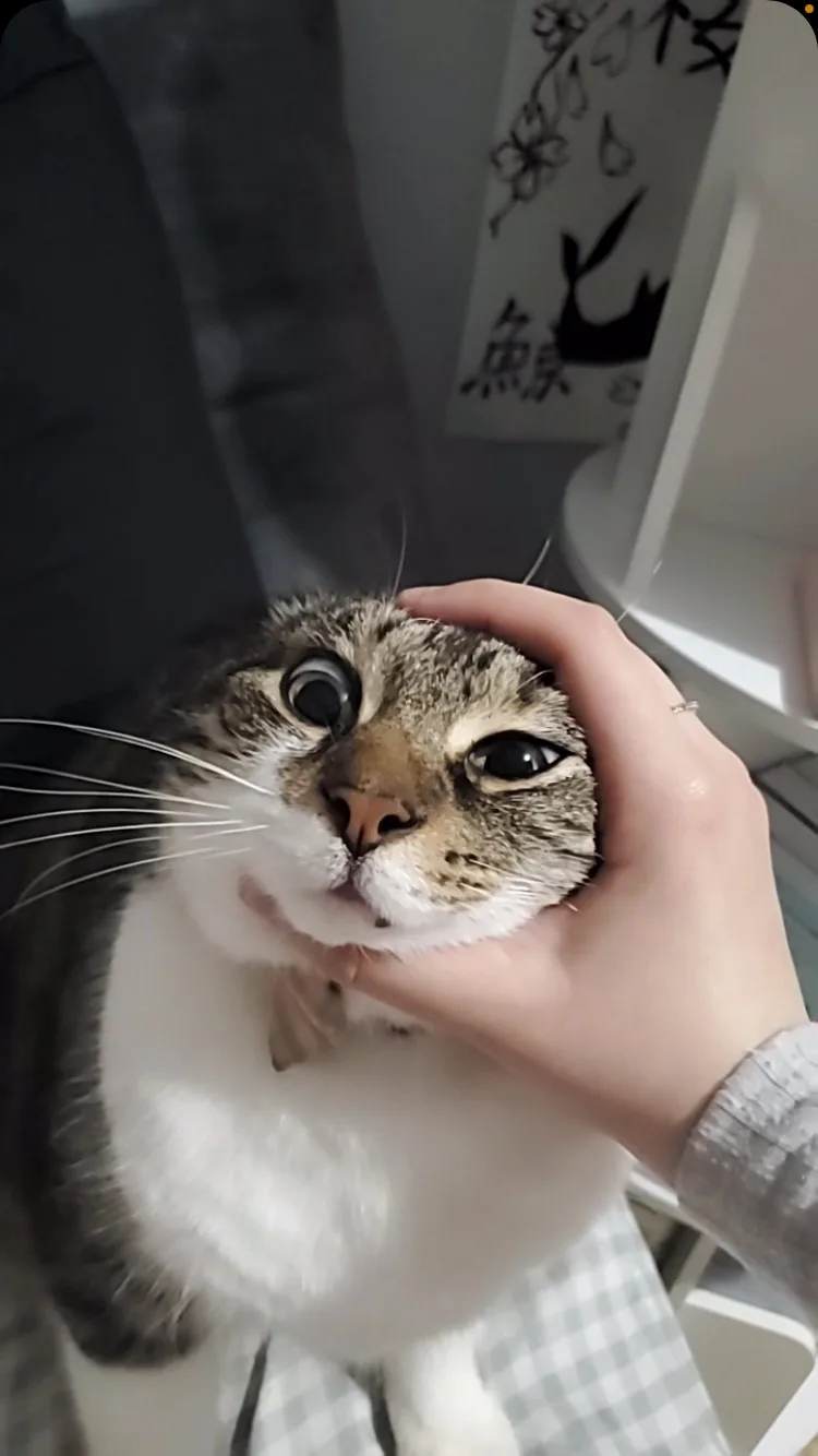 A close-up photo shows a tabby and white cat with wide, startled-looking eyes being gently held by a person's hand around…