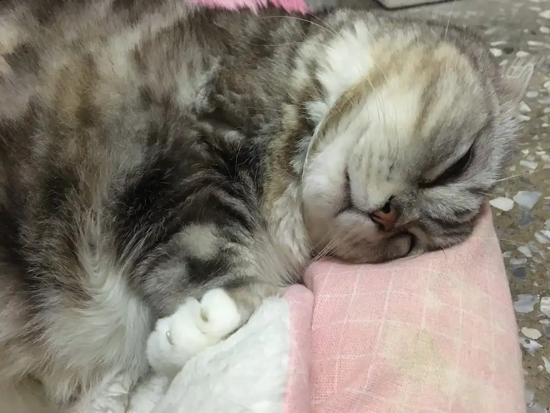 a fluffy gray and white cat is curled up sleeping peacefully on a pink and white textured blanket, its eyes closed and face…