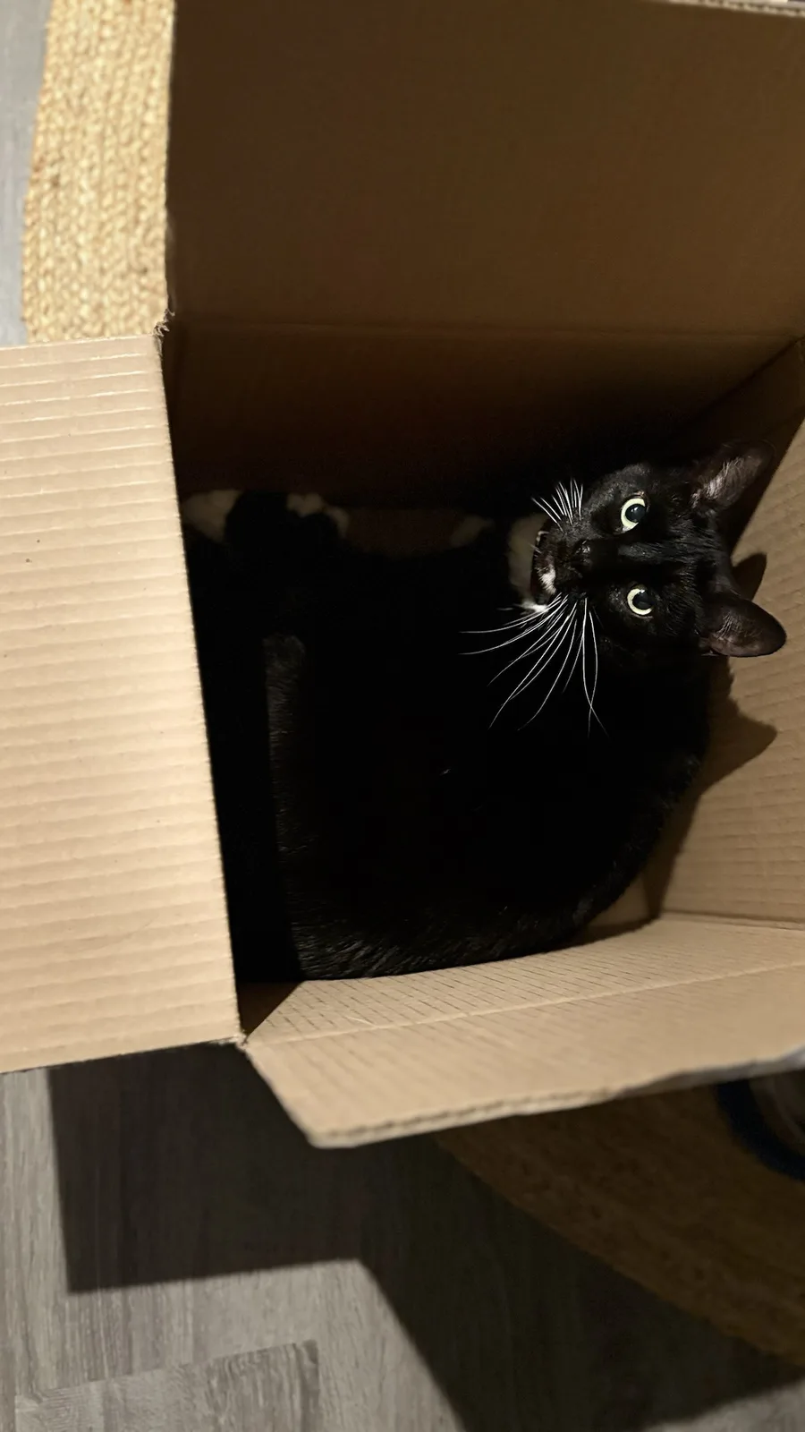 A black cat with white paws and bright green eyes is lying inside a cardboard box, looking up at the camera with a relaxed…