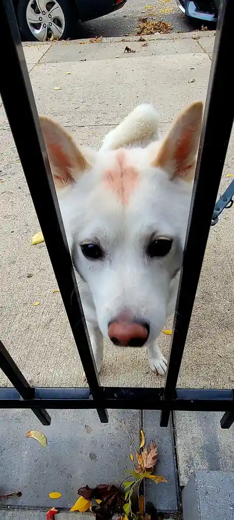 A white dog with a pink heart-shaped marking on its forehead peers through a black metal fence, looking directly at the…