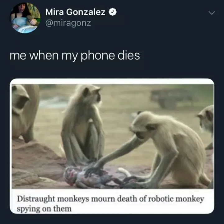 A screenshot of a tweet by Mira Gonzalez showing a photo of several monkeys gathered around a lifeless robotic monkey. The…