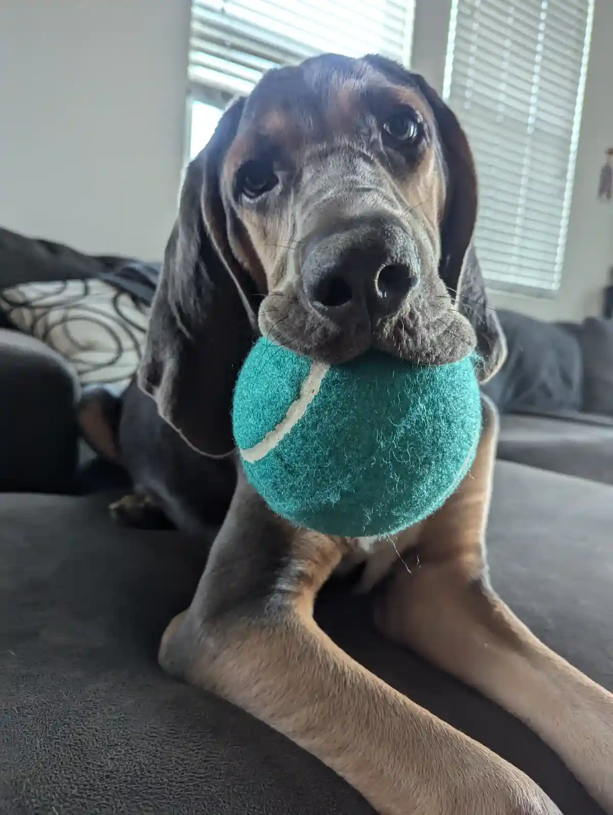 A close-up photo of a large, dark brown and tan dog with long floppy ears, lying on a dark gray couch and holding a teal…