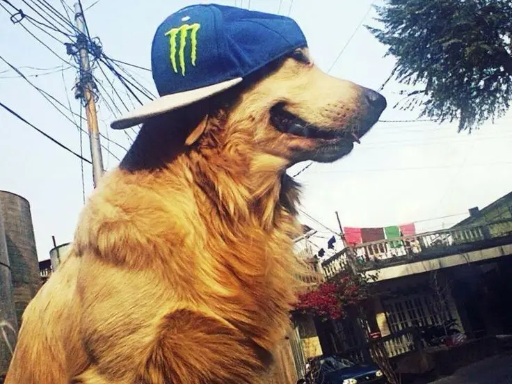A golden retriever dog is shown in profile, wearing a blue baseball cap with a green Monster Energy logo. The dog has a…