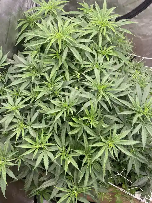 Getting Ready to Flip the Script
