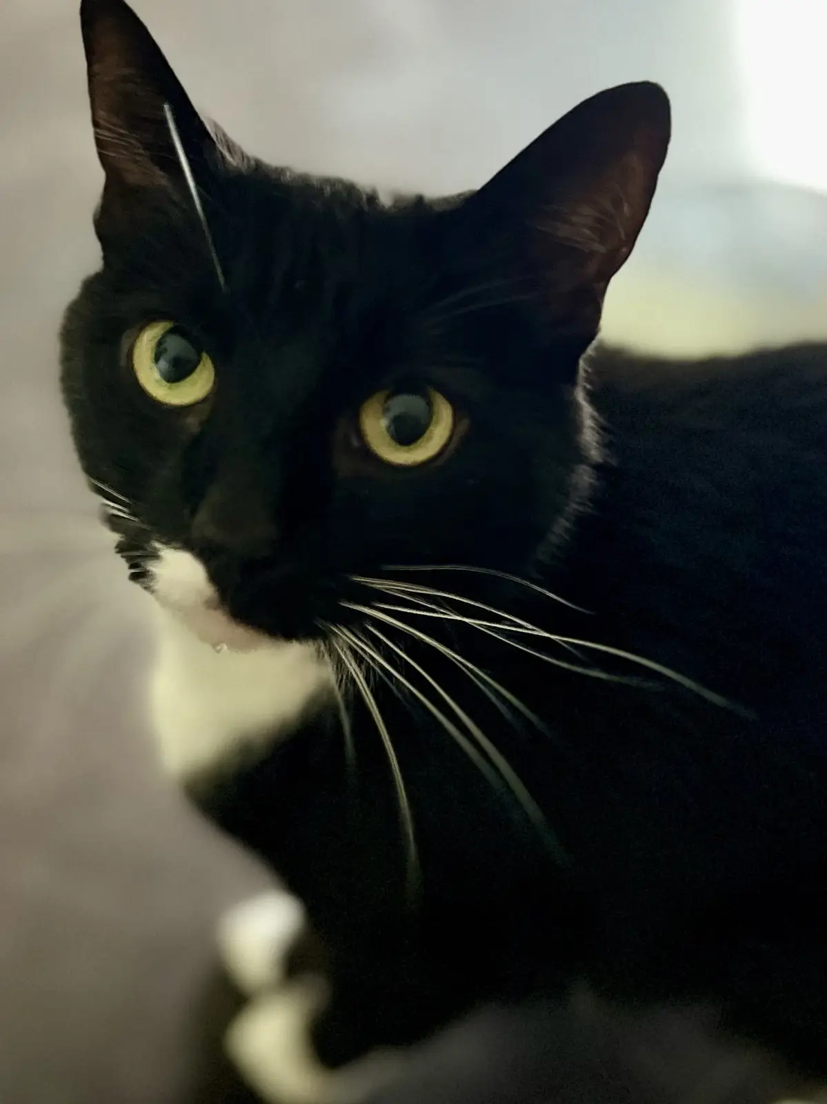 A close-up photo of a black cat with a white chest and paws, wide yellow eyes, and long white whiskers, looking directly at…