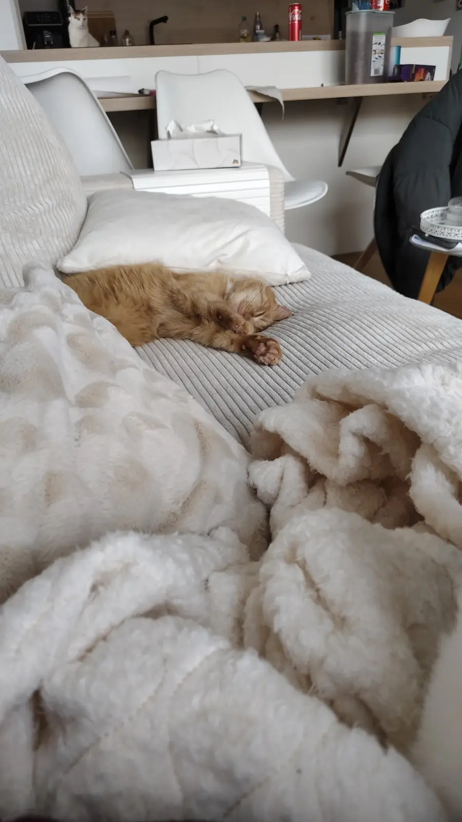 An orange tabby cat is sleeping soundly on a gray striped couch cushion, surrounded by messy white blankets. In the…