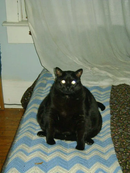 A plump black cat sits upright on a blue and white zigzag-patterned blanket, its eyes glowing white from the camera flash…