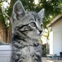 Adorable Kitty Cuteness Overload