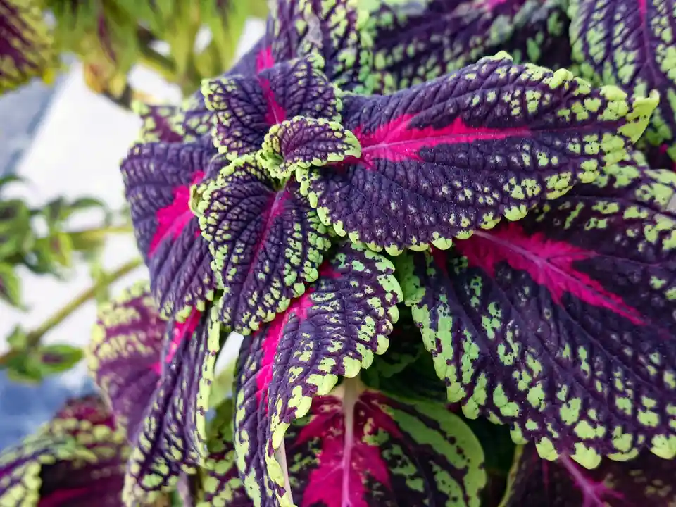 A close-up photo of a vibrant coleus plant with deep purple leaves patterned with bright lime green and hot pink veins. The…