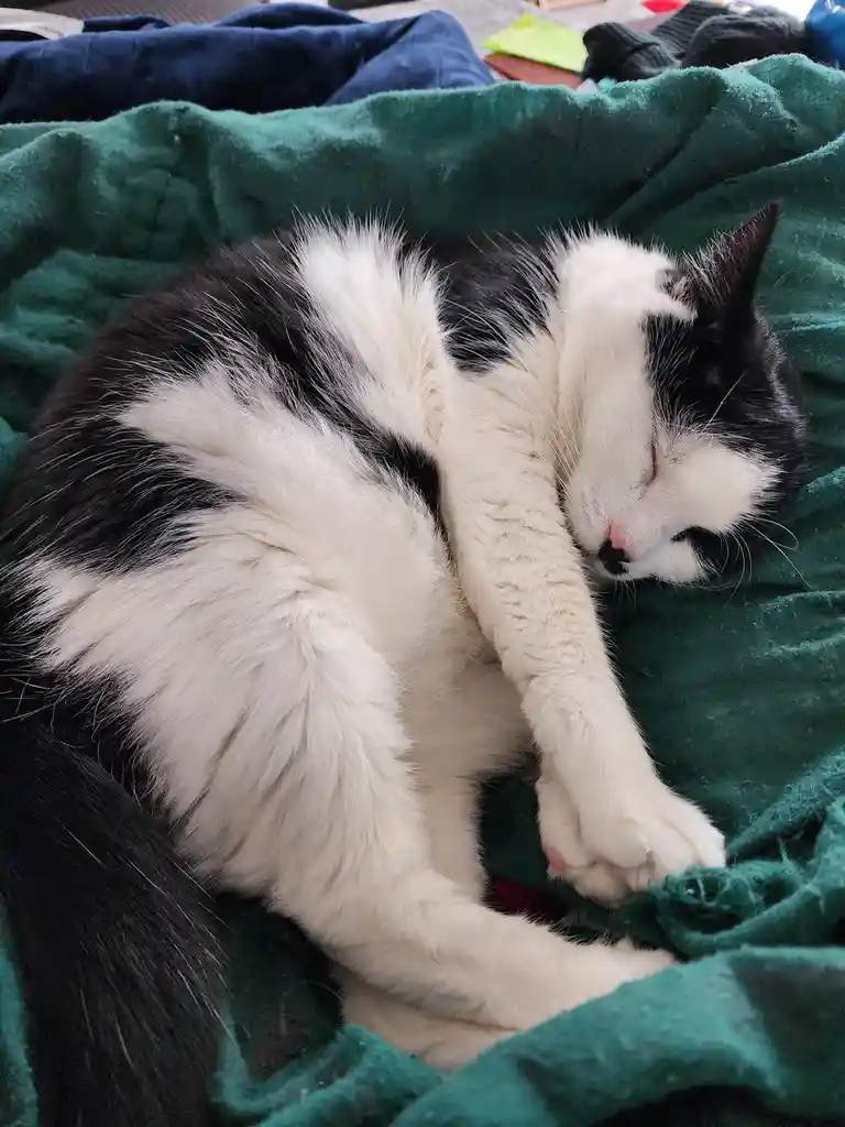 A black and white cat is curled up and sleeping soundly on a green blanket, with one paw tucked under its chin. The overlaid…