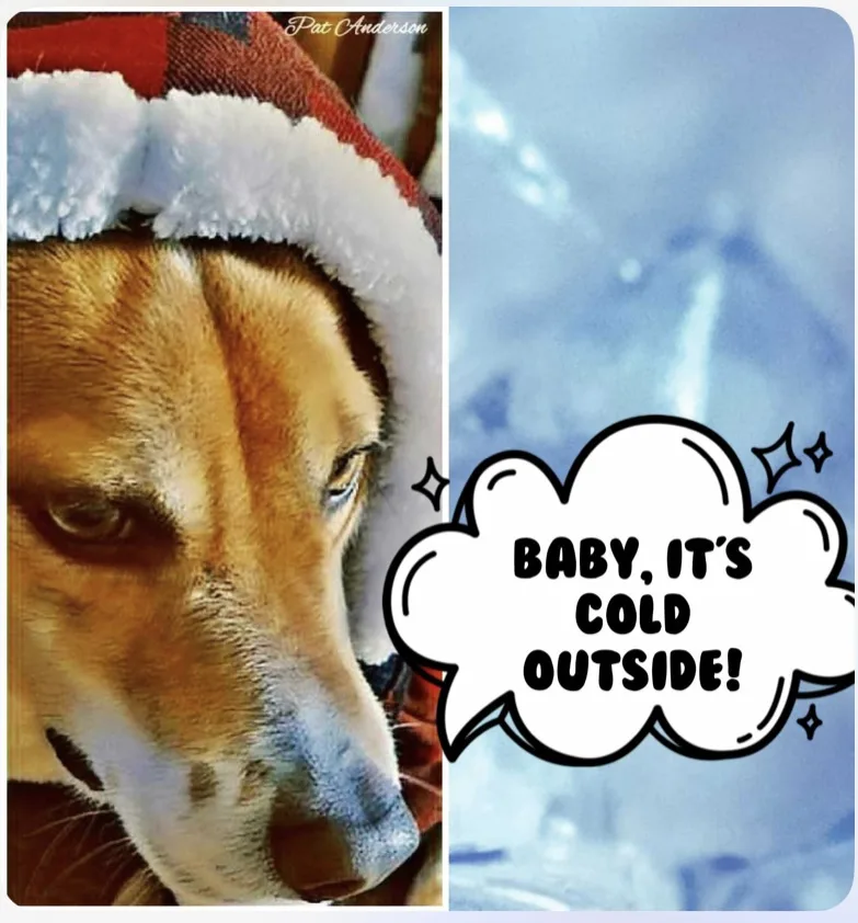 A split image shows a close-up of a brown dog wearing a red and white Santa hat on the left, and a snowy outdoor scene on…