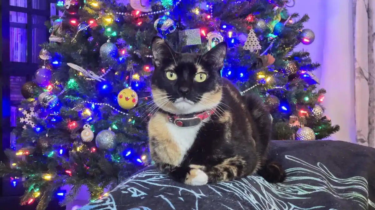 A calico cat with green eyes sits calmly on a patterned blanket in front of a brightly lit, decorated Christmas tree. The…