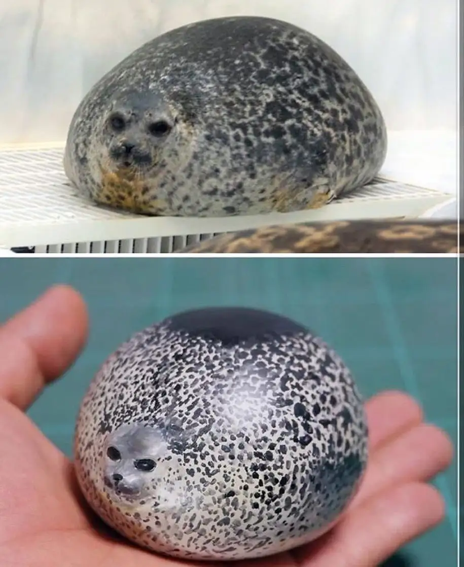 The image is split into two panels: the top shows a real, plump spotted seal resting on a white surface, and the bottom…