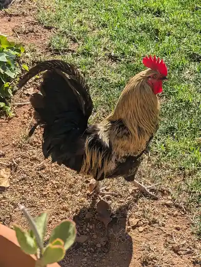 A rooster with black and tan feathers and a bright red comb stands in a patch of grass and dirt, looking directly at the…