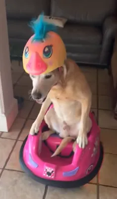 A light brown dog sits in a pink toy car, wearing a colorful duck-themed helmet with a blue mohawk. The dog looks forward…