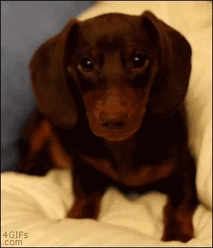 Cuteness Overload: Cake Day Dump #1