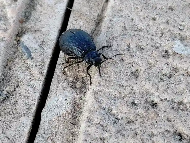 A close-up photo shows a dark, textured beetle crawling on a speckled gray stone surface, with the overlaid text reading…