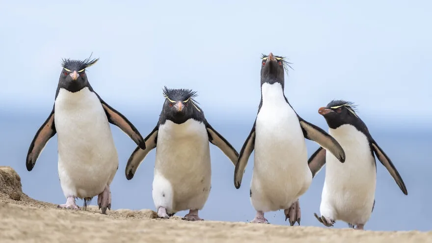 four rockhopper penguins stand in a line on a sandy shore, looking forward with their distinctive yellow crests and…