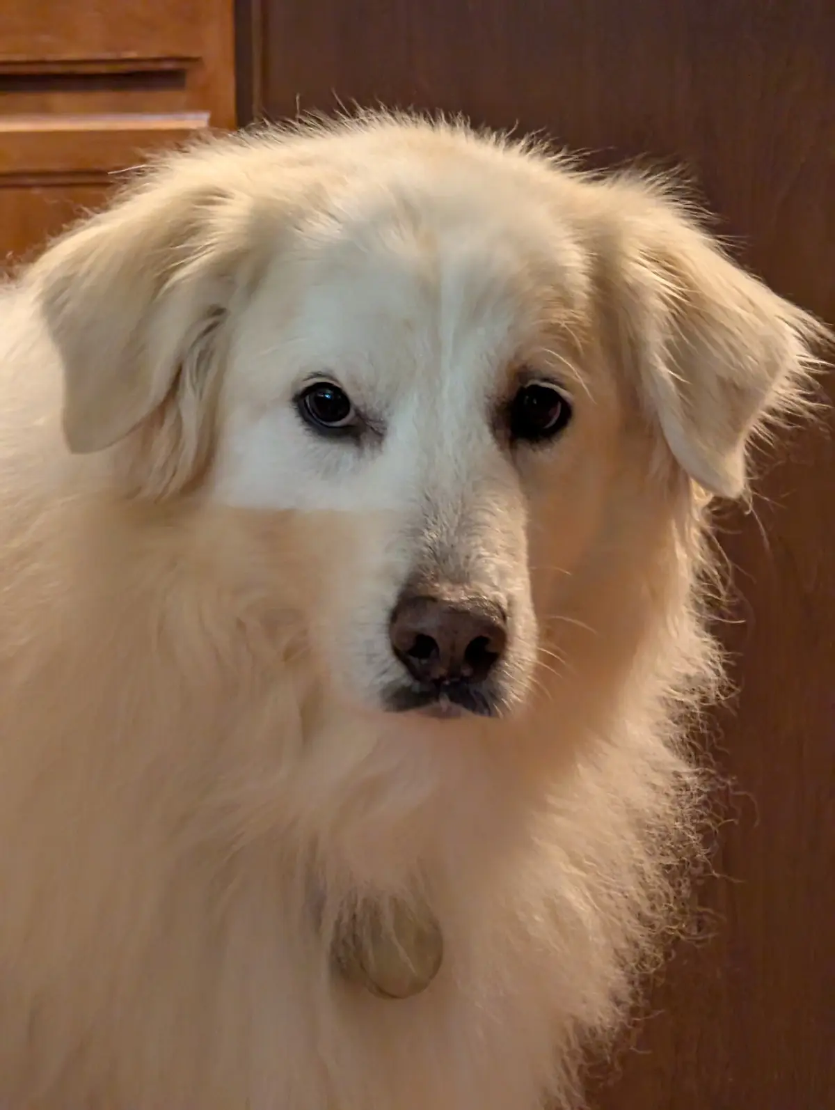 A close-up photo of a fluffy white dog with large, soulful eyes and a slightly tilted head, looking directly at the camera…