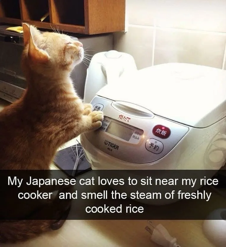 A ginger cat stands on its hind legs, paws resting on a white Tiger brand rice cooker, appearing to enjoy the scent of…