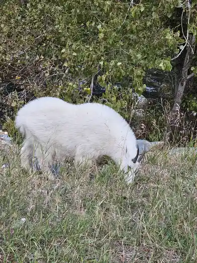 A white mountain goat with curved black horns is grazing in tall green and brown grass near a stream, with dense green…