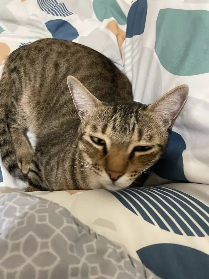 A tabby cat with a grumpy, half-lidded expression is curled up on patterned bedding, looking unimpressed. The overlaid text…