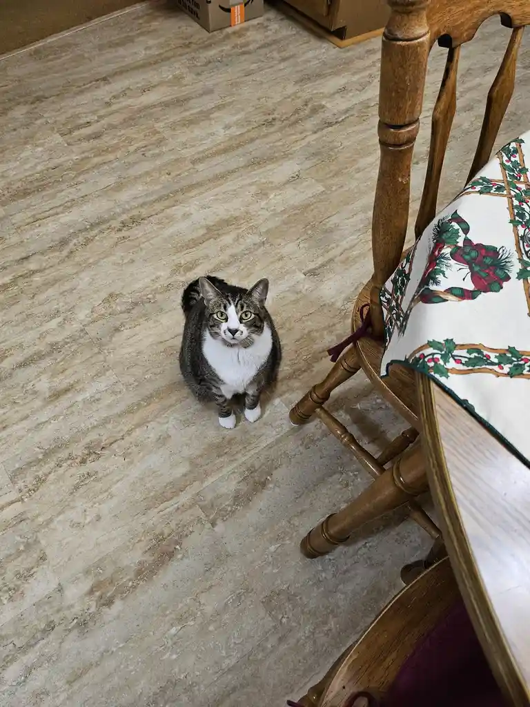 A tabby and white cat sits upright on a beige tiled floor, looking directly at the camera with wide, expressive eyes. To the…