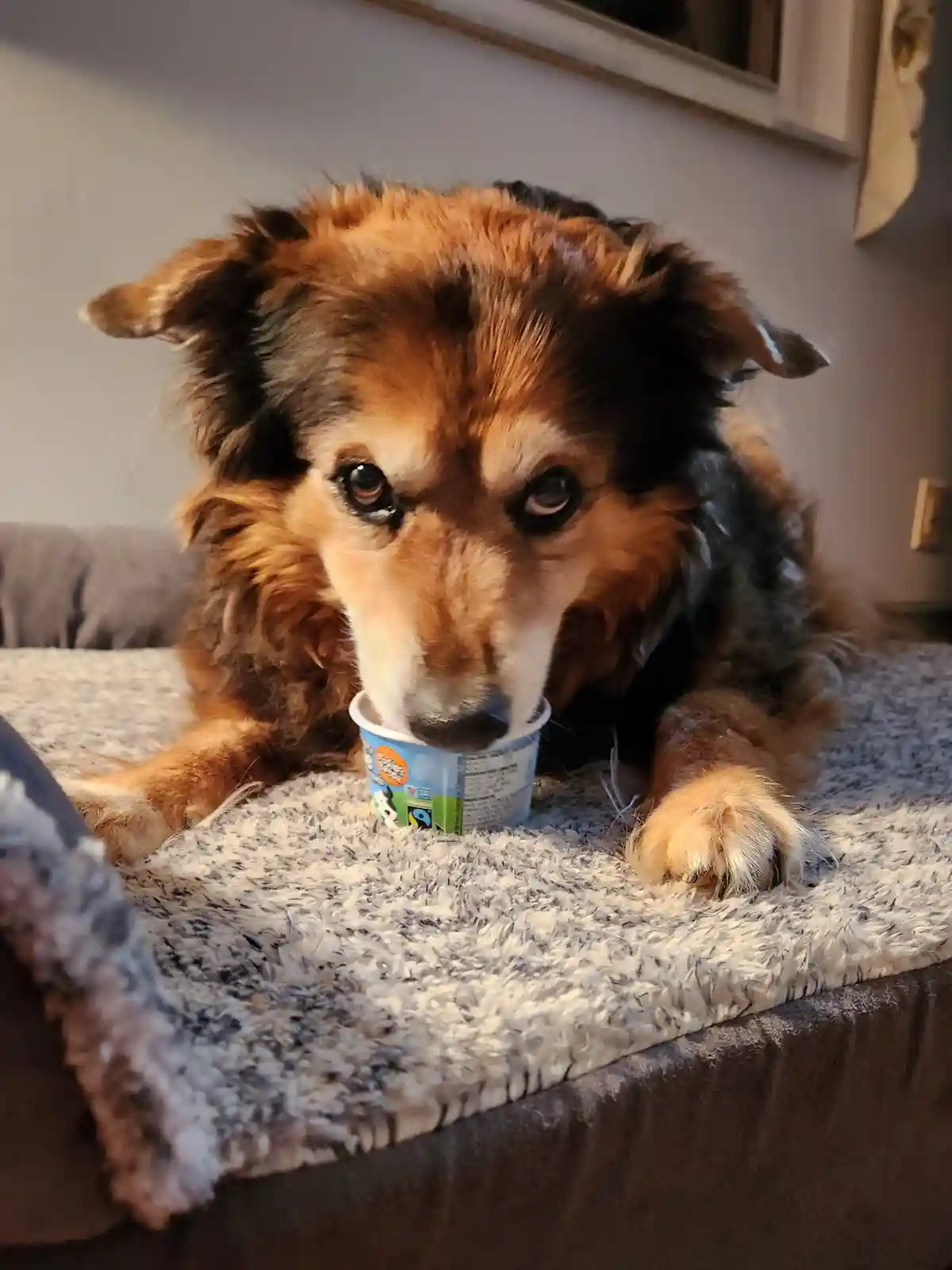 Peanut the Dog's Daily Adventures - Day 1563