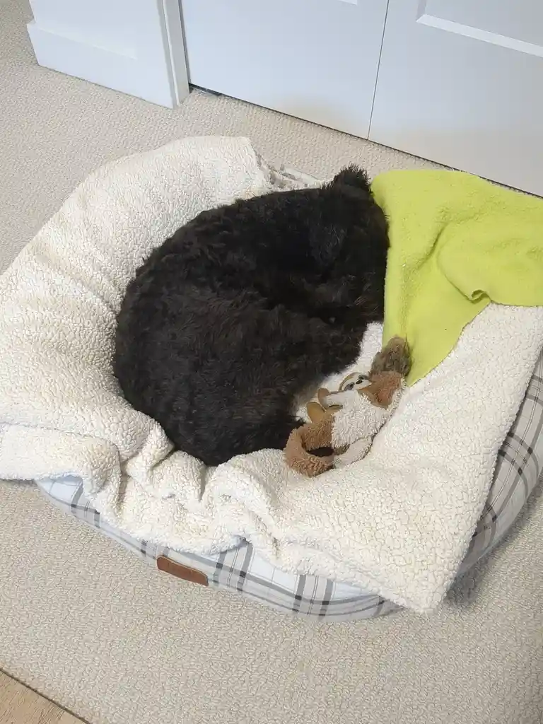 A black, curly-haired dog is curled up asleep in a cozy, off-white fleece-lined dog bed with a plaid pattern, partially…