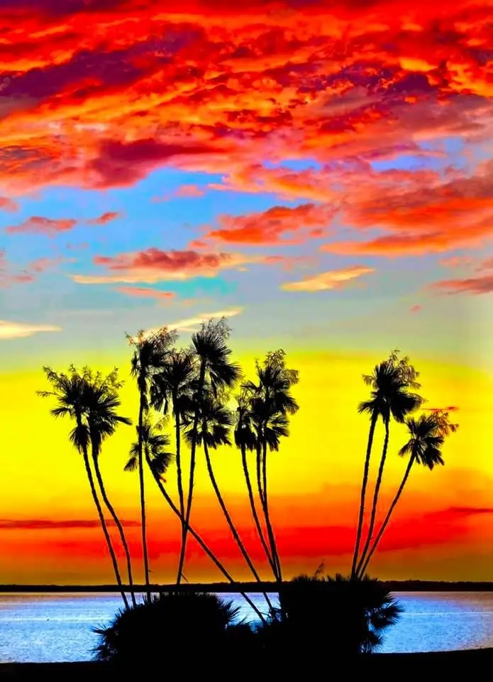 A vibrant sunset photo shows silhouetted palm trees against a sky painted with fiery reds, oranges, and yellows, with a calm…