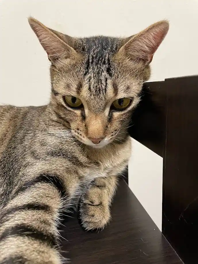 A tabby cat with a stern, unimpressed expression sits on a dark wooden surface, looking directly at the camera with narrowed…