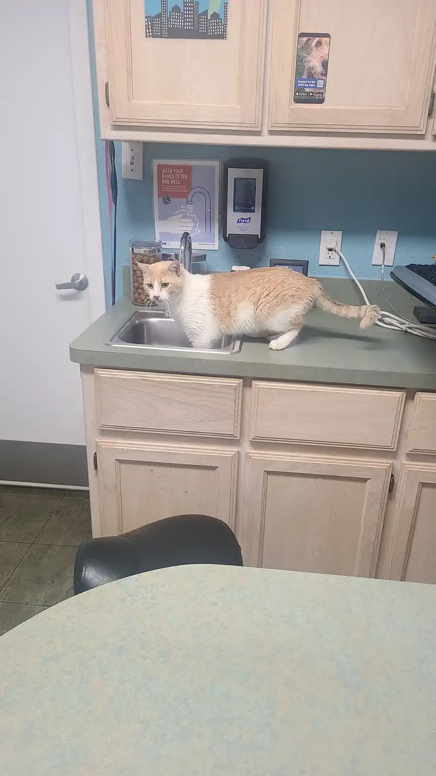 A tan and white cat is standing in a stainless steel kitchen sink, looking directly at the camera with a serious expression…