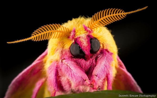 a macro photograph captures a vividly colored moth with a fuzzy yellow and pink body, large black compound eyes, and long…