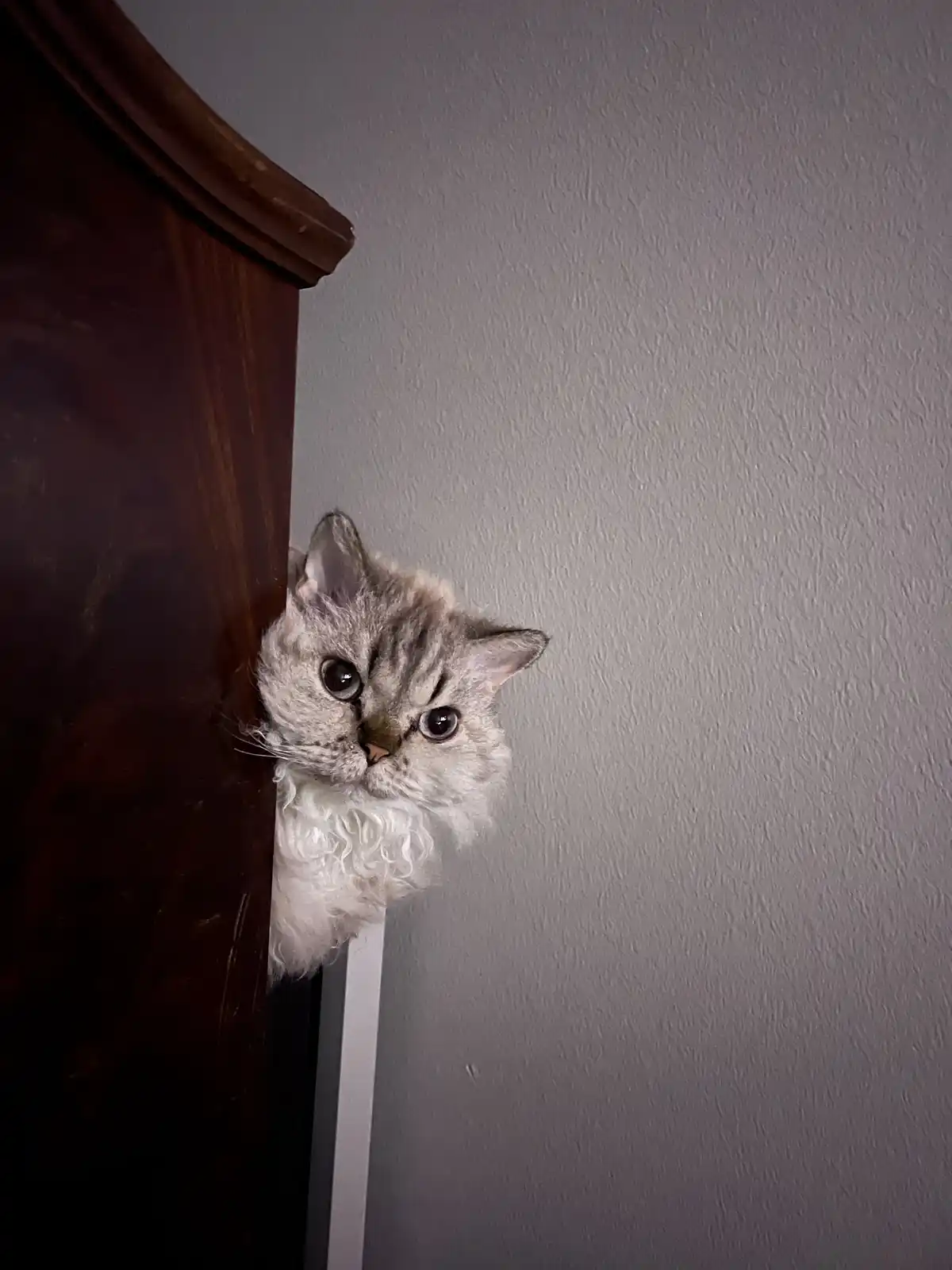 A fluffy silver tabby cat peeks out from behind a dark wooden piece of furniture, its wide eyes staring directly at the…