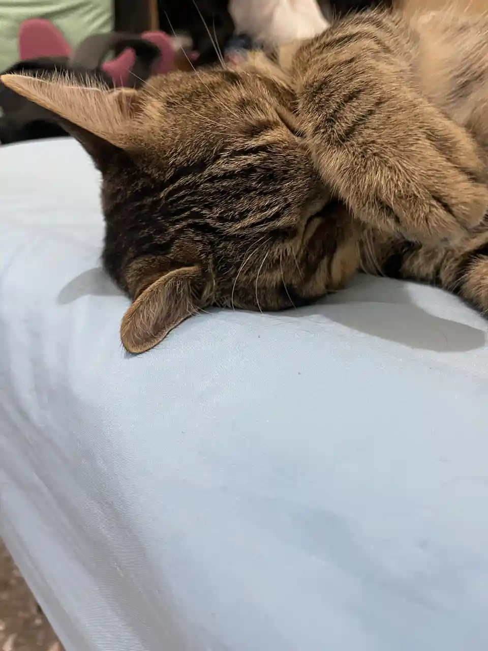 A tabby cat is lying on a light blue surface, using its front paw to cover its face in a sleeping or resting pose. The…