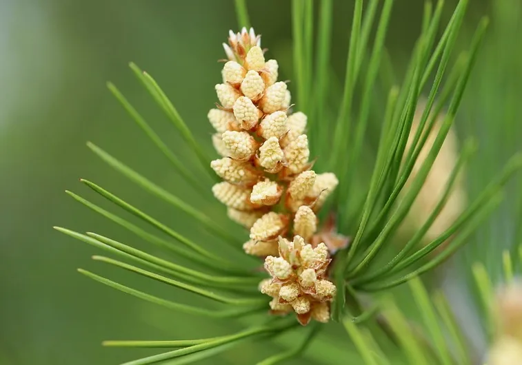 A close-up photo of a pine tree's developing cone surrounded by green needles, with the overlaid text 'i'm not a pine cone…