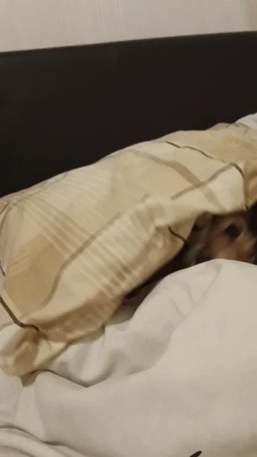 A sequence of three photos shows a small dog peeking out from under a beige plaid blanket on a bed. In each frame, the dog's…