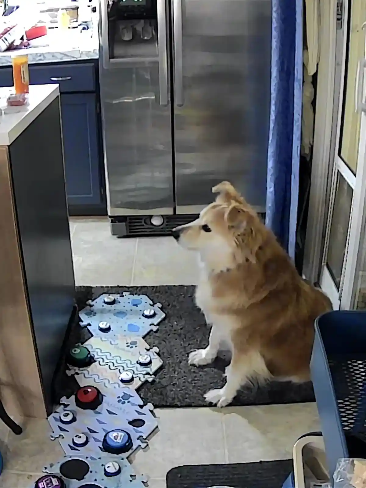 A light brown and white dog sits patiently on a dark rug in a kitchen, looking toward a stainless steel refrigerator. In…