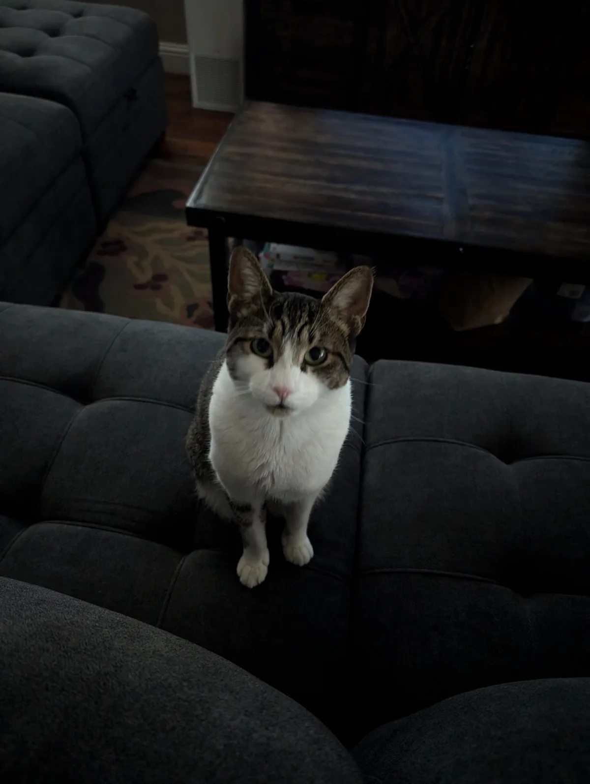 A tabby and white cat sits upright on a dark gray tufted couch, staring intently at the camera with wide, unblinking eyes…