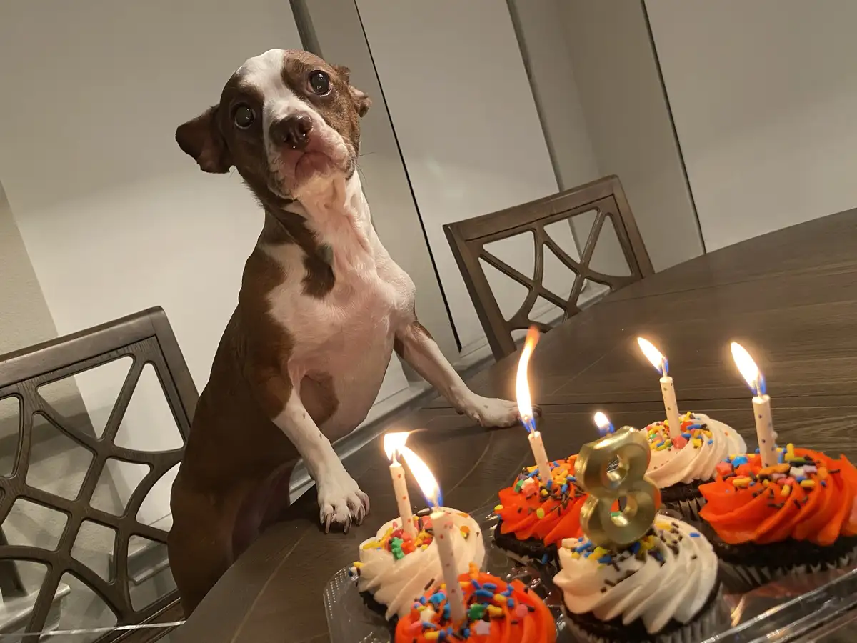 Celebrating Cookie's 8th Birthday Bash!