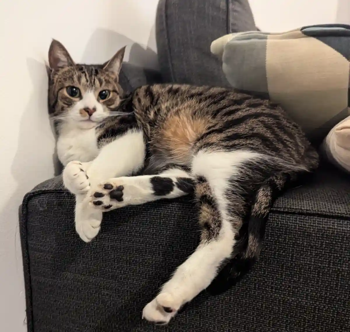 A tabby and white cat lounges on a dark gray couch, its front paws stretched out and relaxed, looking directly at the camera…