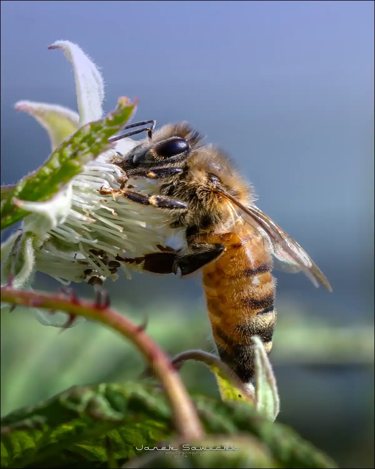 Honey Bee Magic in Poland