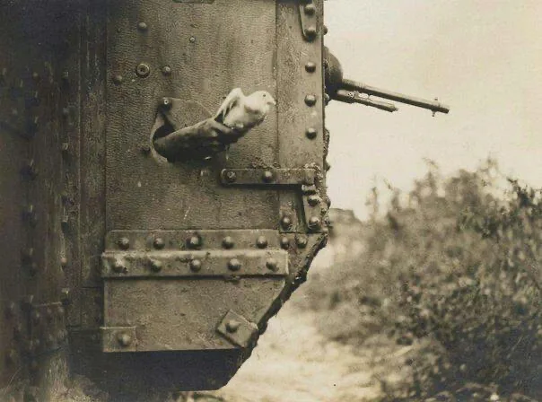 A vintage black-and-white photograph shows a white pigeon perched on the riveted metal side of a military tank, with a…