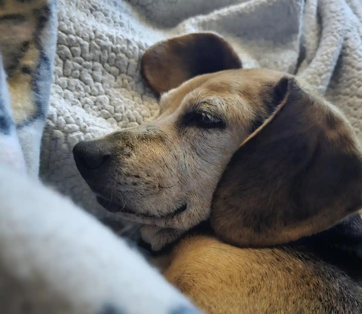 A close-up photo shows a tan and brown dog with floppy ears resting peacefully on a textured, light-colored blanket. The…
