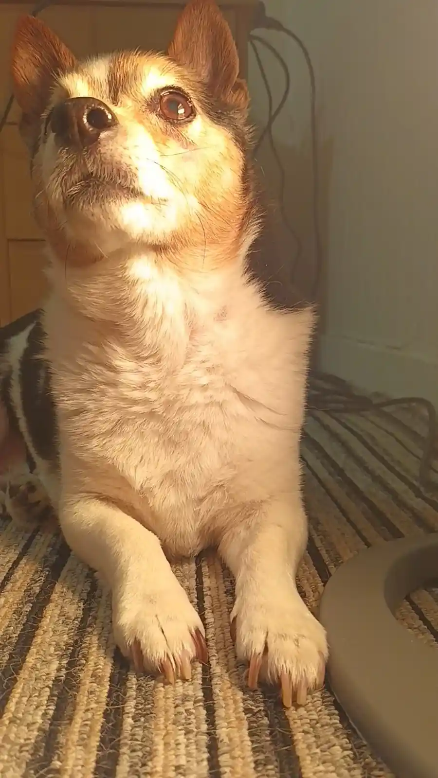 A small, fluffy dog with brown and white fur sits upright on a striped rug, looking upward with wide, pleading eyes. Its…