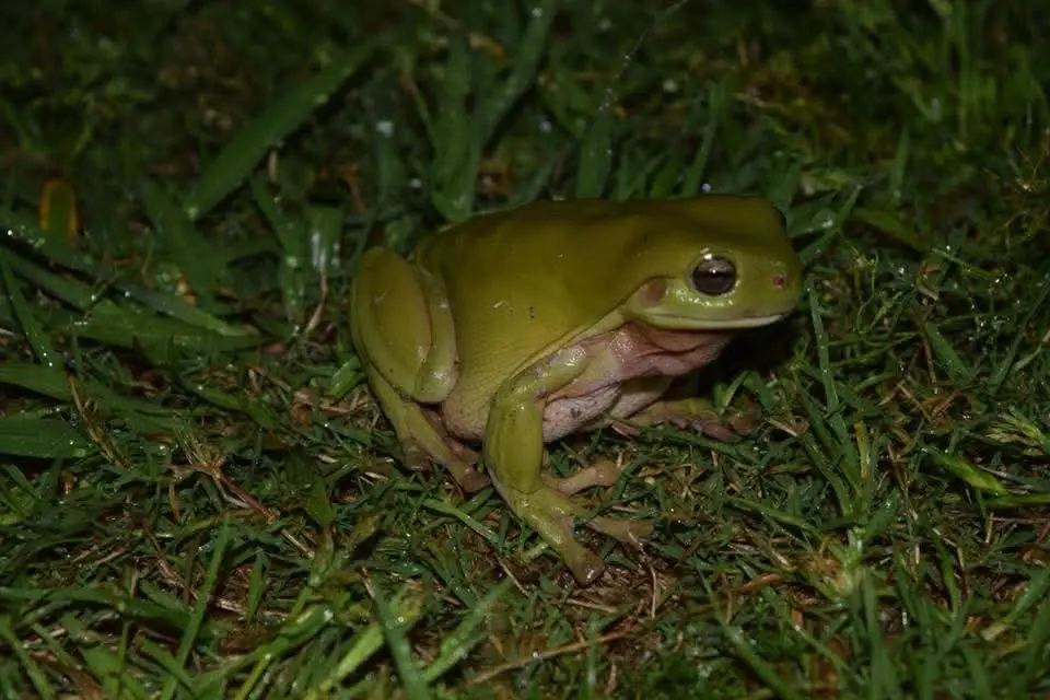 A green tree frog sits in wet grass at night, its mouth slightly open. The image has overlaid text reading 'i'm not a frog…