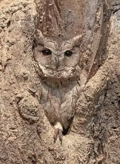 Can You Spot Me Now?