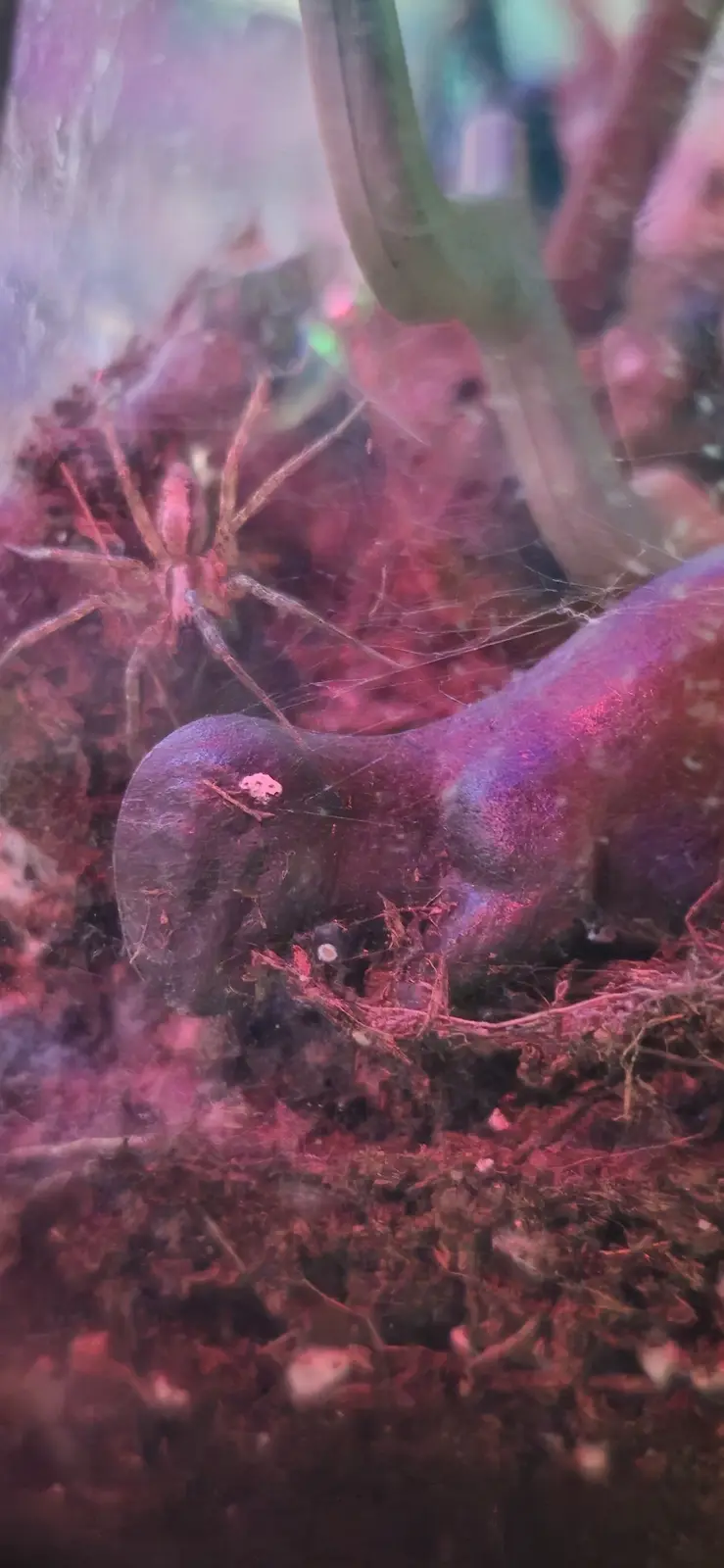 A close-up photo shows a spider in a terrarium with reddish lighting, positioned near a large, smooth, purple-colored object…