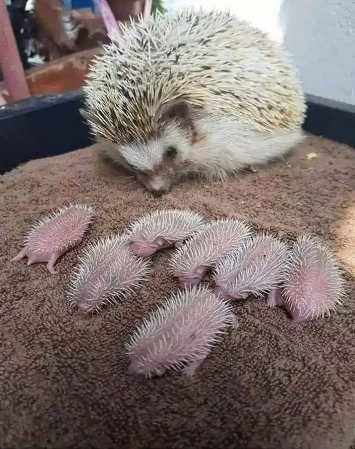 A mother hedgehog with a light brown and white spiky coat is seen looking down at a group of six tiny, pink, spiky baby…