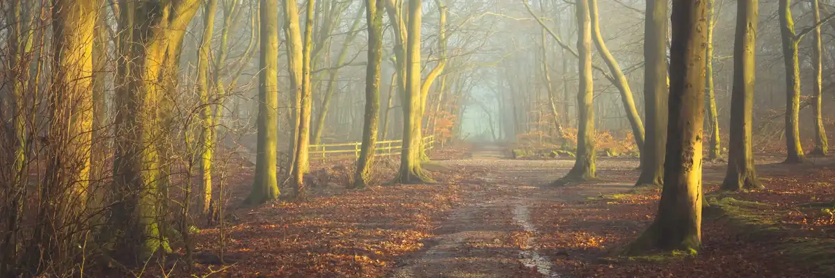 A serene, misty forest path lined with tall, bare trees, their trunks bathed in golden morning light, with fallen leaves…